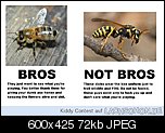 Klicke auf die Grafik fr eine grere Ansicht 

Name:	87696_biene_vs_wespe.jpg 
Hits:	90 
Gre:	71,7 KB 
ID:	18172