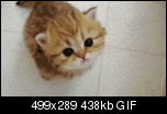 Klicke auf die Grafik fr eine grere Ansicht 

Name:	cutest-cat.gif 
Hits:	29 
Gre:	437,6 KB 
ID:	19179