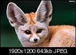 Klicke auf die Grafik fr eine grere Ansicht 

Name:	128797_lisek-fenek-uszka.jpg 
Hits:	2 
Gre:	643,3 KB 
ID:	19701