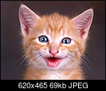 Klicke auf die Grafik fr eine grere Ansicht 

Name:	Grin_display.jpg 
Hits:	2 
Gre:	69,0 KB 
ID:	20772