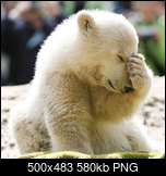 Klicke auf die Grafik fr eine grere Ansicht 

Name:	facepalm-bear-2.png 
Hits:	4 
Gre:	580,4 KB 
ID:	21928