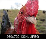 Klicke auf die Grafik fr eine grere Ansicht 

Name:	1458142267-chicken-647226-960-720.jpg 
Hits:	23 
Gre:	132,8 KB 
ID:	23619