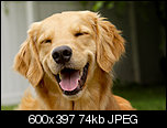 Klicke auf die Grafik fr eine grere Ansicht 

Name:	grinning_happy_dog.jpg 
Hits:	401 
Gre:	74,0 KB 
ID:	18721