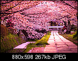 Klicke auf die Grafik fr eine grere Ansicht 

Name:	cherry-blossoms-sakura-spring2.jpg 
Hits:	7 
Gre:	267,2 KB 
ID:	19165