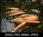 Klicke auf die Grafik fr eine grere Ansicht 

Name:	Koi-Lemminge.jpg 
Hits:	13 
Gre:	489,3 KB 
ID:	23367