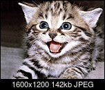 Klicke auf die Grafik fr eine grere Ansicht 

Name:	Cute-kittens-12929201-1600-1200.jpg 
Hits:	1 
Gre:	142,0 KB 
ID:	20771