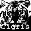 Avatar von Tigris