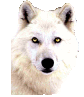 Avatar von White Wolf