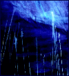 Avatar von worrywort