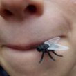Avatar von Mr.Fliege