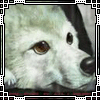Avatar von Shatiel