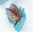 Avatar von TheriaPrimaria
