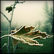 Avatar von Fragment