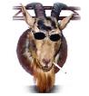 Avatar von Scapegoat