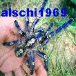 Avatar von alschi1969