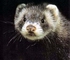 Avatar von Brutus