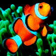 Avatar von clownfish