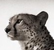 Avatar von Cheetah