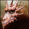Avatar von Argamos