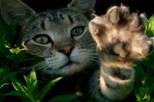 Avatar von MinaPowMeow