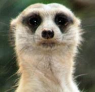 Avatar von Meerkat Watch