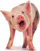 Avatar von Stuntschwein