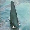 Avatar von Shark Master