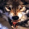 Avatar von Schattenwolf