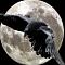 Avatar von Dark Raven