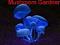 Avatar von Mushroom Gardner
