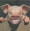 Avatar von Schweineschwarte
