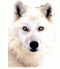 Avatar von White Wolf
