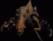 Avatar von Piggi