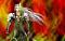 Avatar von Final Sephiroth