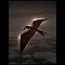 Avatar von Exil3