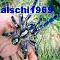 Avatar von alschi1969