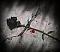 Avatar von schatten rose