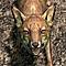 Avatar von Nightfox