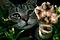Avatar von MinaPowMeow