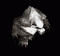 Avatar von Divine Right