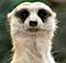 Avatar von Meerkat Watch