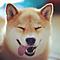 Avatar von Koromaru