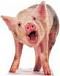 Avatar von Stuntschwein